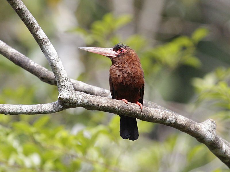 Purus Jacamar