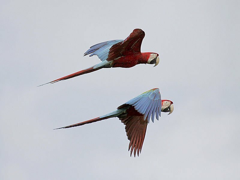Red-and-green Macaws